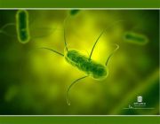 باکتری سالمونلا چیست+ پیشگیری و کنترل سالمونلا در صنایع غذایی
