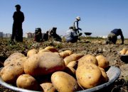 فاصله ۲۵۰۰ تومانی قیمت سیب‌زمینی از مزرعه تا بازار