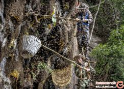 گزارش تصویری از جمع‌آوری عسل از صخره‌های ایالت یونان در چین