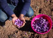 دولت زعفران را گرمی ۸۲۰۰ تومان از کشاورز می‌خرد