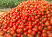 خریداری ۳۲۰ هزارتن گوجه فرنگی به صورت حمایتی