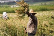 خودکفایی در تولید برنج با افزایش کشت