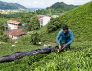 طرح حمایت از چایکاران و کارخانجات چای داخلی اجرایی می‌شود