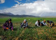 مزارع کوچک، پیشگامان کشاورزی پایدار در جهان