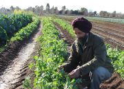 سرمایه‌گذاری ۴۰ میلیارد دلاری هند در کشاورزی برای تقویت اقتصاد