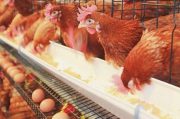 عضویت مرغداران مجوزدار در تعاونی‌های تولیدی مانعی ندارد