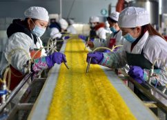 گزارش تصویری: کارخانه‌های صنایع غذایی در چین/ فردا