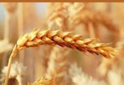 دلیل افزایش قیمت گندم در بازار جهانی
