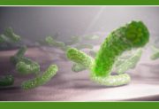 باکتری E. Coli در گوشت علت بروز بسیاری از عفونت‌های مجاری ادرار