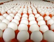 ارتقا رتبه جهانی ایران در تولید تخم‌مرغ