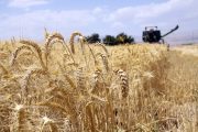 تولید ‌۱۴ میلیون تن گندم در کشور