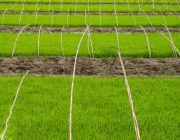 مخاطرات استفاده از سموم شیمیایی در کاشت برنج/ ایجاد انقلاب سبز در دنیا با بیوتکنولوژی