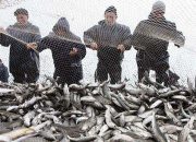 کاهش صید ماهیان استخوانی در مازندران