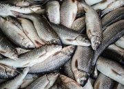 ۱۵۰ درصد قیمت ماهی از مزرعه تا بازار اختلاف دارد