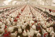 تولید روزانه ۵ هزار و ۵۰۰ تا ۶ هزار تن مرغ در کشور
