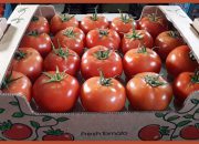 افزایش ۱۷۱ درصدی قیمت گوجه‌فرنگی