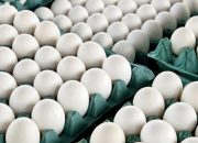 تخم مرغ ارزان شد / صادرات روزانه ۱۵۰ تن تخم مرغ به بازار‌های هدف