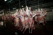 ۴۰ شرکتی که عمداً ۱۷ هزار تن گوشت را دپو کردند