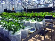 دستگاهی که رشد گیاهان را تا ۴۰ درصد افزایش می‌دهد