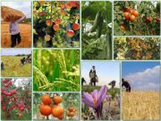 ایران به جایگاه بالایی در تولید محصولات کشاورزی می رسد