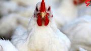 تولید ماهانه مرغ به ۲۷۰ هزارتن رسید