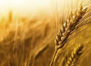کشاورزان ۳۰ درصد گندم خود را به دولت تحویل ندادند
