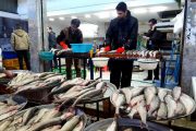 فراوانی صید در مازندران قیمت ماهی سفید را تعدیل کرد