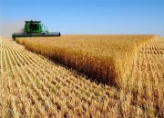 افت ۳۰ درصدی خرید تضمینی/ گندم وارداتی ۲٫۵ برابر گندم داخل تمام می شود