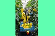 رونمایی از نخستین رباتی که توانایی چیدن میوه‌های رسیده را دارد