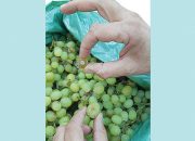 استفاده از دانه‌های انگور برای تولید سم سبزیجات
