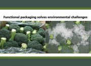 استفاده از موم و نمک برای حمل سبزیجات تازه