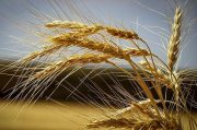کاهش شاخص قیمت جهانی گندم با تداوم اُفت قیمتی در سال جدید