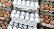 صادرات تخم مرغ به ارزش ۱۰۰ میلیون دلار