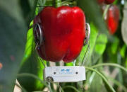 دستگاهی که میوه‌ها و سبزیجات را شخصیت‌شناسی می‌کند