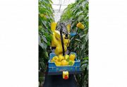 رونمایی از نخستین رباتی که توانایی چیدن میوه‌های رسیده را دارد