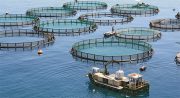صنعت “پرورش ماهی در قفس” در استان‌های ساحلی توسعه می‌یابد