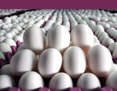 ممنوعیت صادرات تخم‌مرغ لغو شد