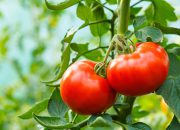 وقتی ژن گوجه‌فرنگی محصولات کشاورزی را مقاوم می‌کند