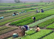 کشاورزی ایران در یک نگاه