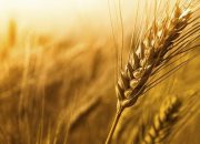 زمان عرضه گندم در بورس کالا فرارسیده است