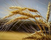 رقم نهایی خرید تضمینی گندم ۱۰.۵میلیون تن شد/ افزایش ۲۵درصدی تولید گندم در دیمزارها